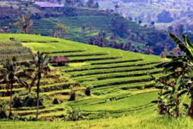 Jati Luwih Rice Terraces Tour is the tour north side of Bali
