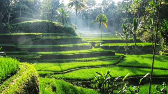Jatiluwih unesco rice terraces bali