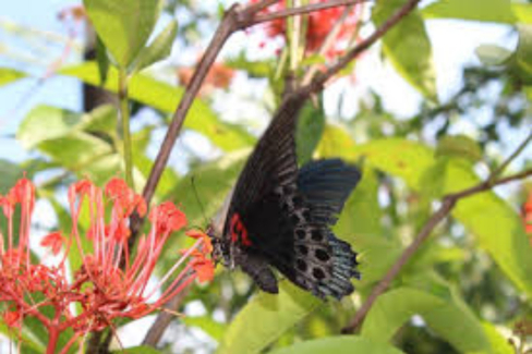 Bali Private Tour Kemenuh Butterfly Park Bali Ubud