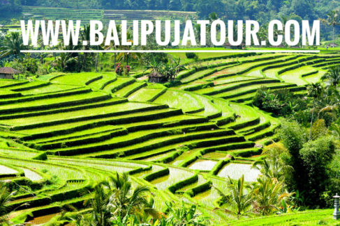 Jati Luwih Rice Terrace Tour Packages 2018