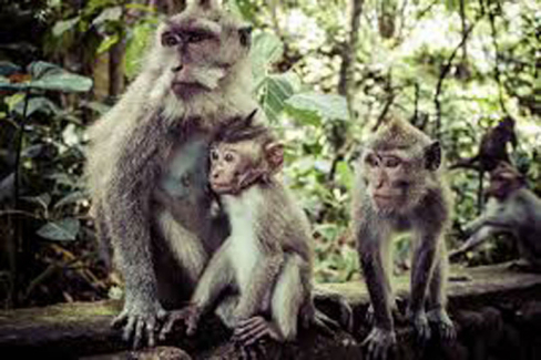 One Day Tour Sacred Monkey Forest Sanctuary Ubud Bali Indonesia