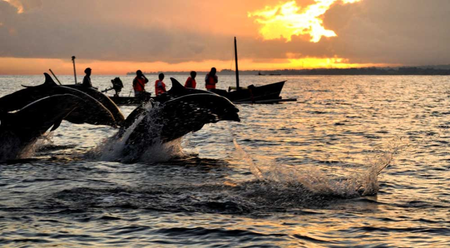 Bali Lovina Dolphin Tour