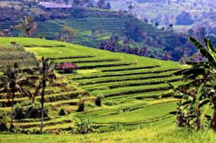 Jati Luwih Rice Terraces Tour is the tour north side of Bali