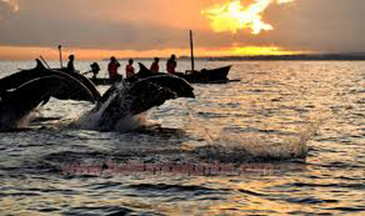 Dolphin Tour Lovina Beach Bali