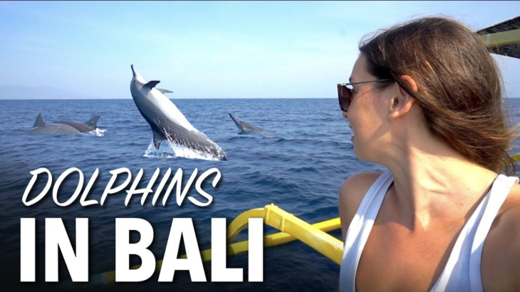 the best attraction for dolphin show in bali